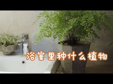 浴室 盆栽|浴室風水放什麼植物？室內植物專家授你活用植物提升居家生活品。